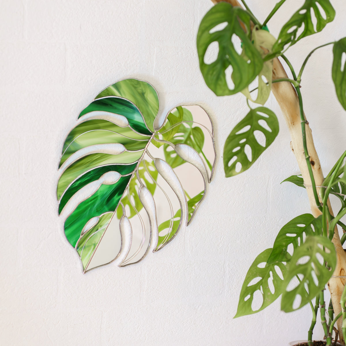 Monstera Leaf Stained Glass Mirror hanging on a white wall next to a monstera plant on a driftwood pole, reflecting its leaves - handmade stained glass wall mirror for plant-filled rooms