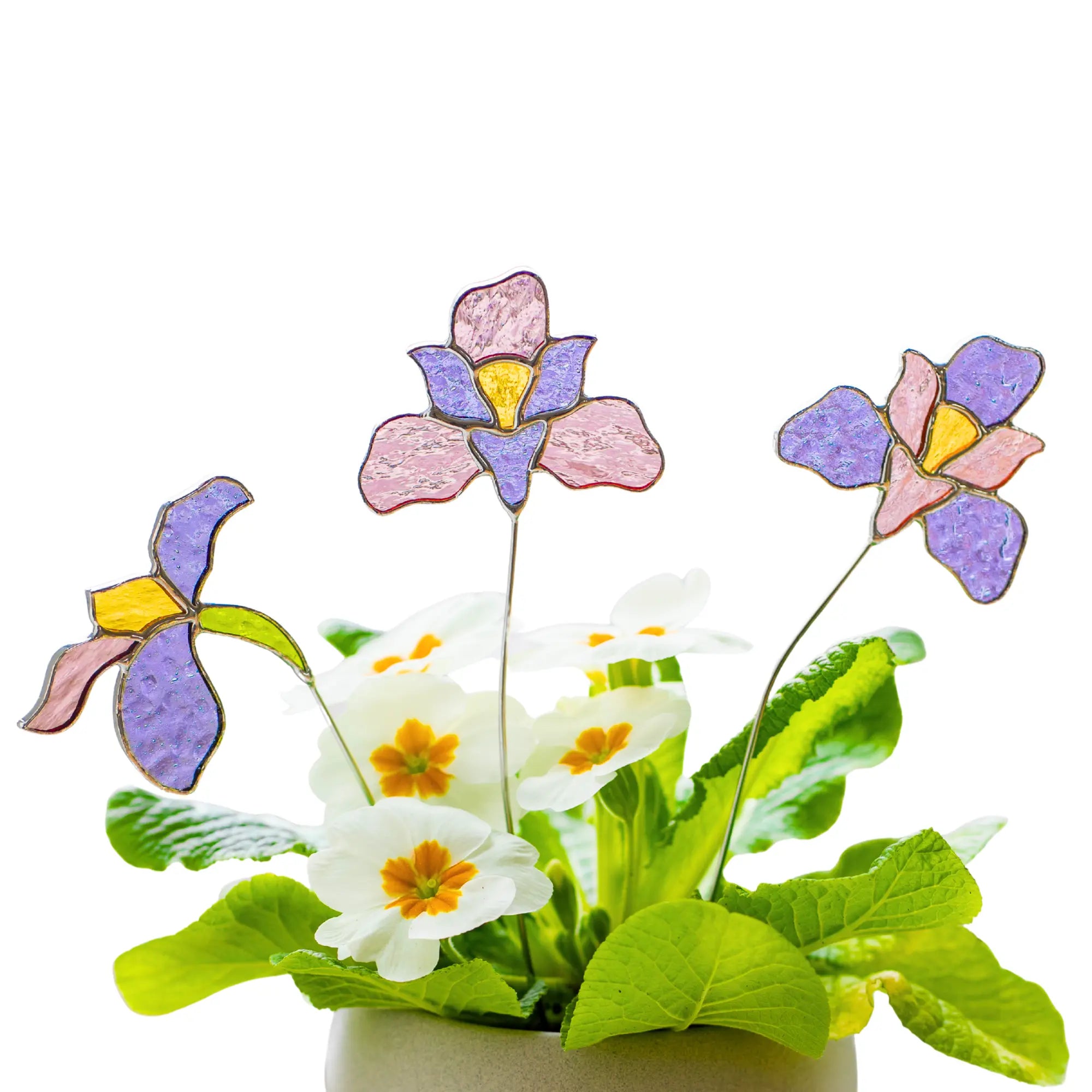 Stained glass iris flowers plant stakes with colorful petals and green leaves in a pot on a white background