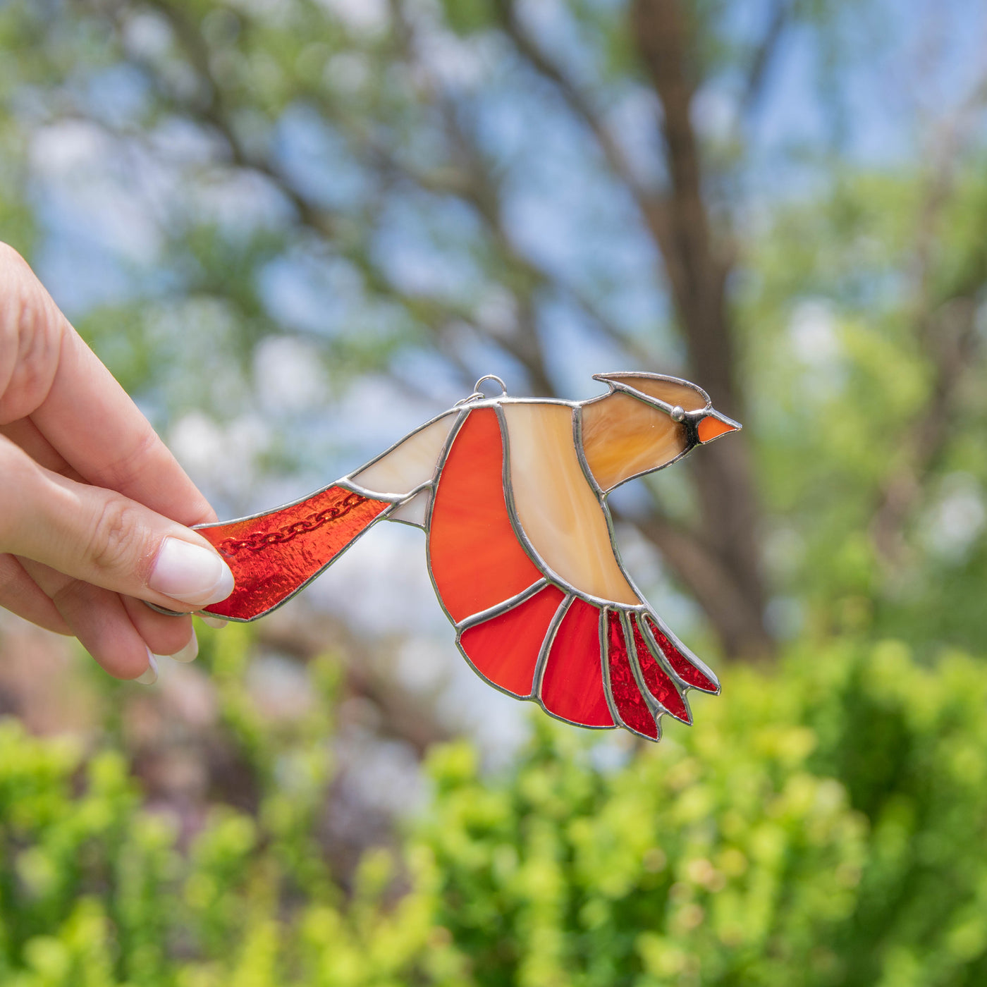 Flying Female Cardinal