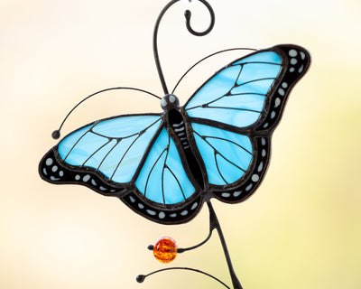 Morpho butterflies